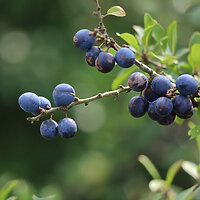 Gin Wacholder Golfgin