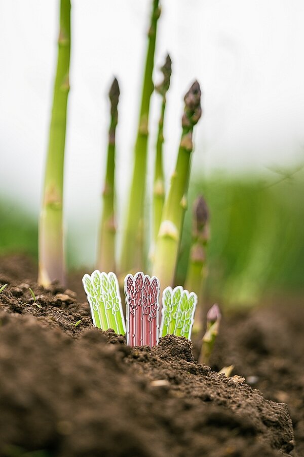 clubtags Golf Ballmarker Spargel